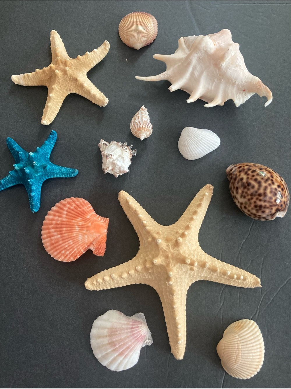 Decorative Assorted Seashell and Starfish Collection in Natural and Teal